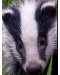 badger-3.jpg